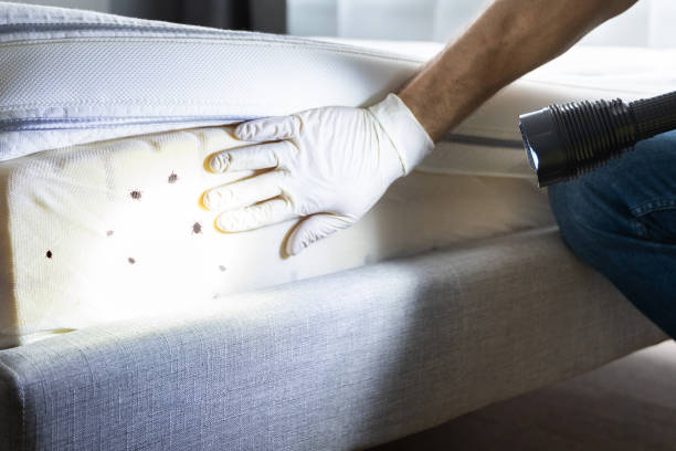 Best Pest Removal Services  in Benton, AR