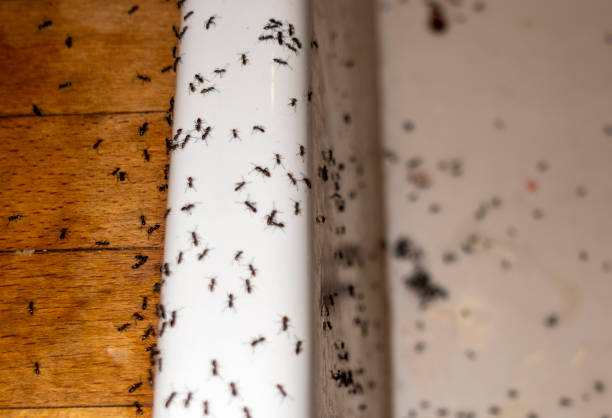 Professional Pest Control in Benton, AR