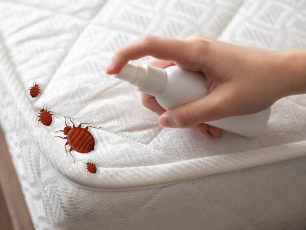 Wasp Removal Services in Benton, AR